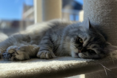 British longhair on petrebels cat tree