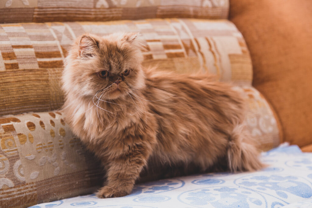 Persian cat on a couch