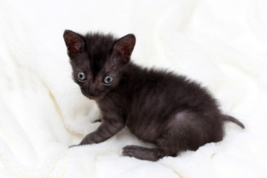Lykoi black kitten