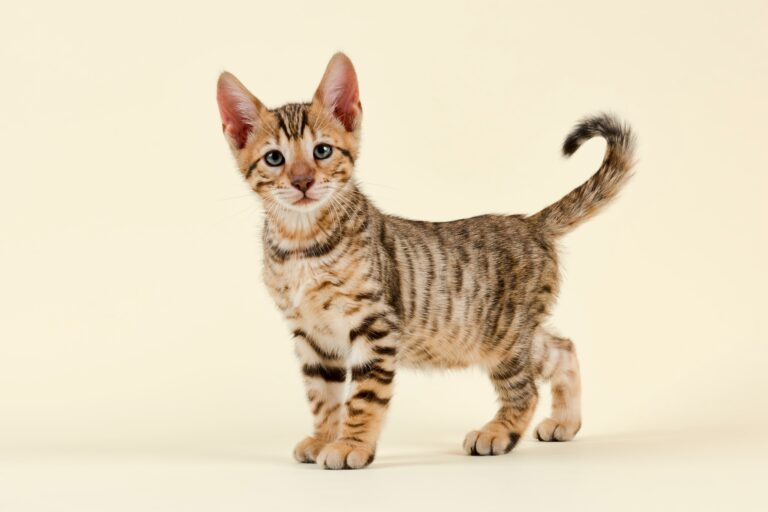 Toyger Kitten