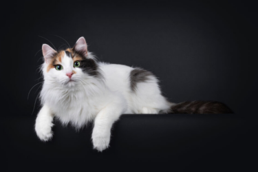 Turkish van