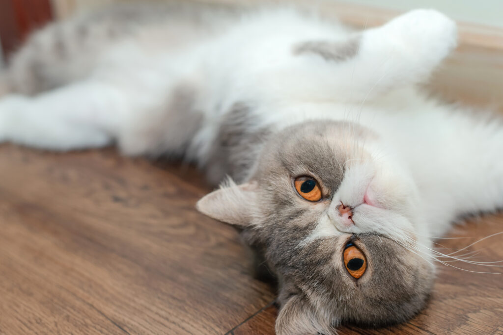 Exotic Shorthair on the ground