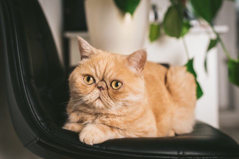 orange exotic shorthair