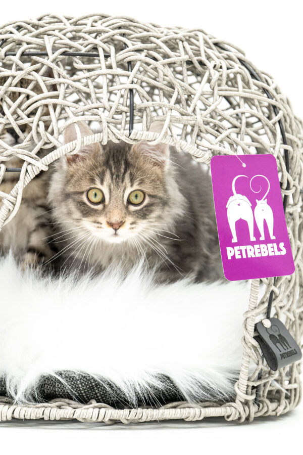 A Dip into Dreamland Everything About Cats and Their Sleeping Behavior