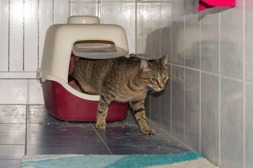 Cat in a litter box