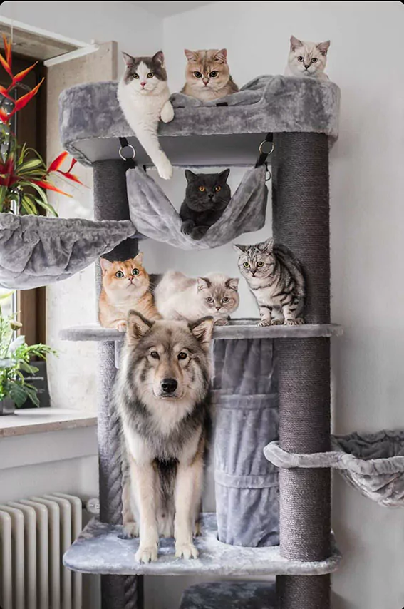 lazy cat furniture