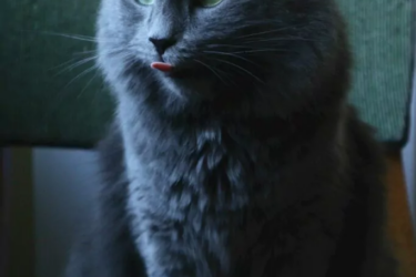 Nebelung cat