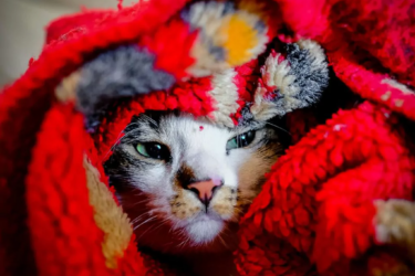 cat under blanket