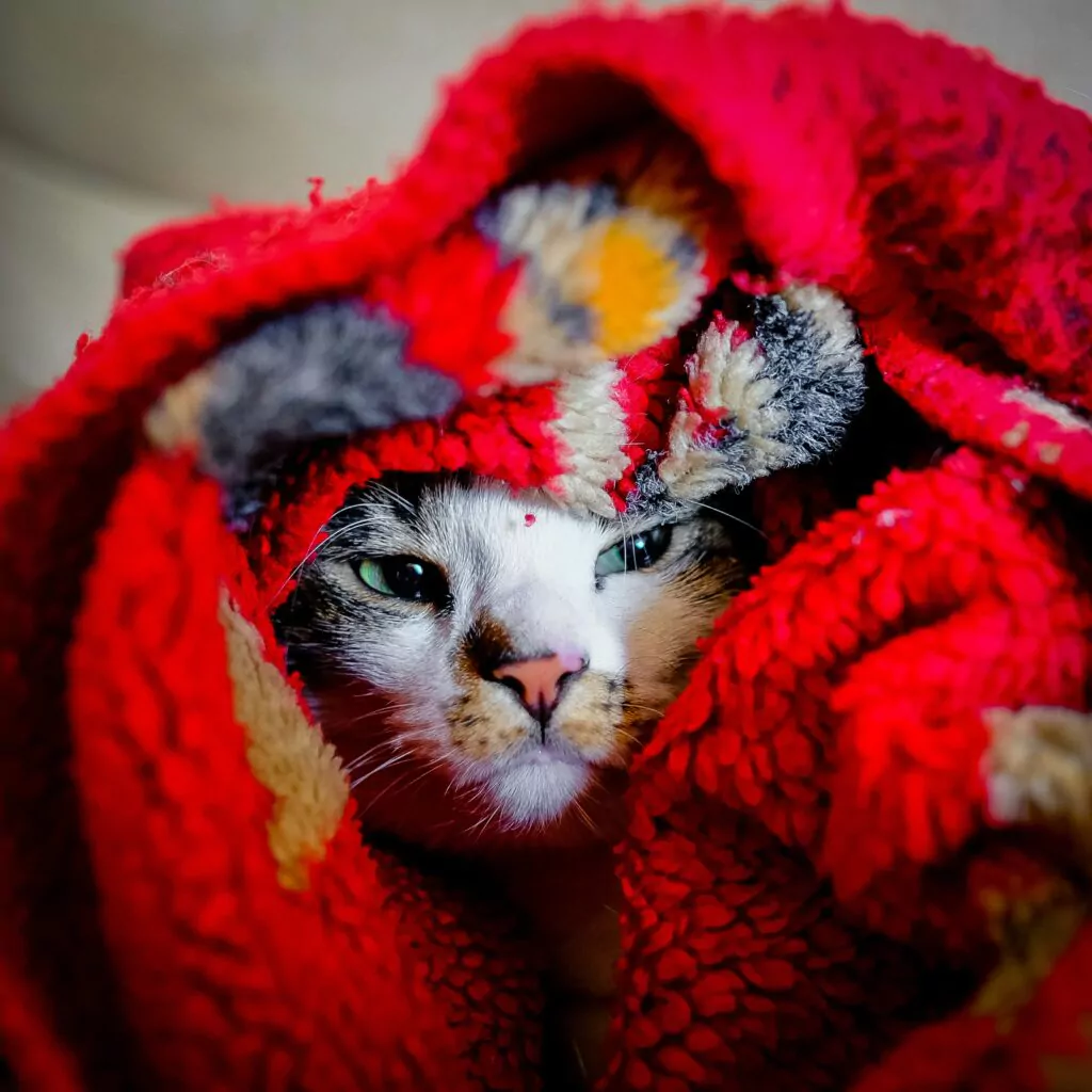 Cat scratch treatment shop cdc
