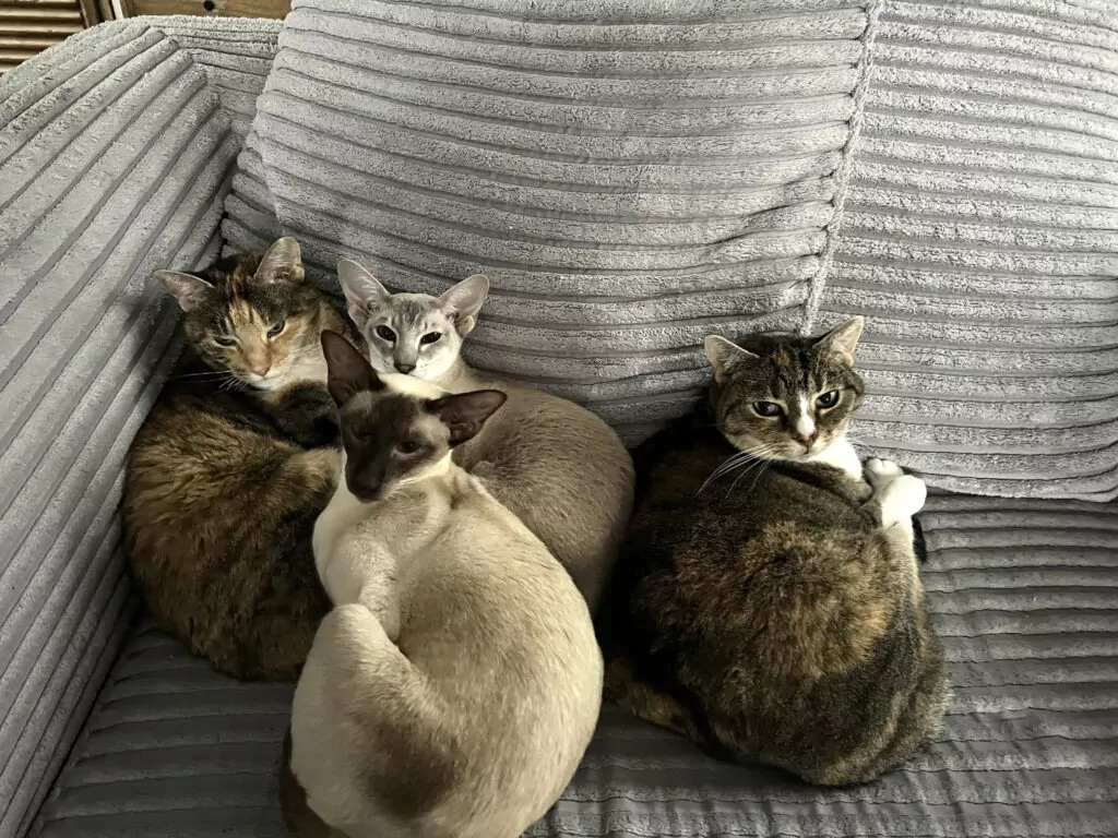 all four cats on the couch