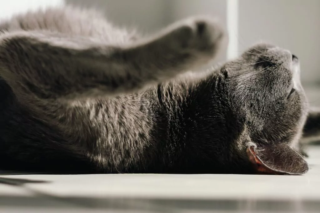 Korat Cat lying on the ground