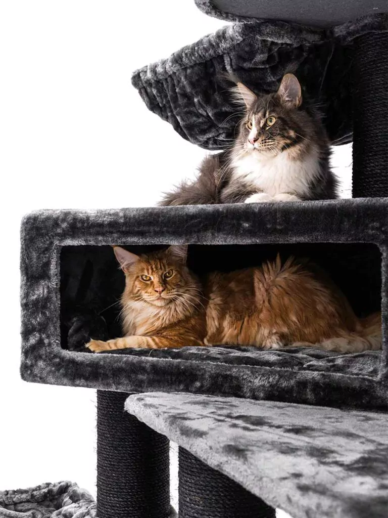 Two Maine Coons in Petrebels Cat Tree (Alley 200 Pepper)