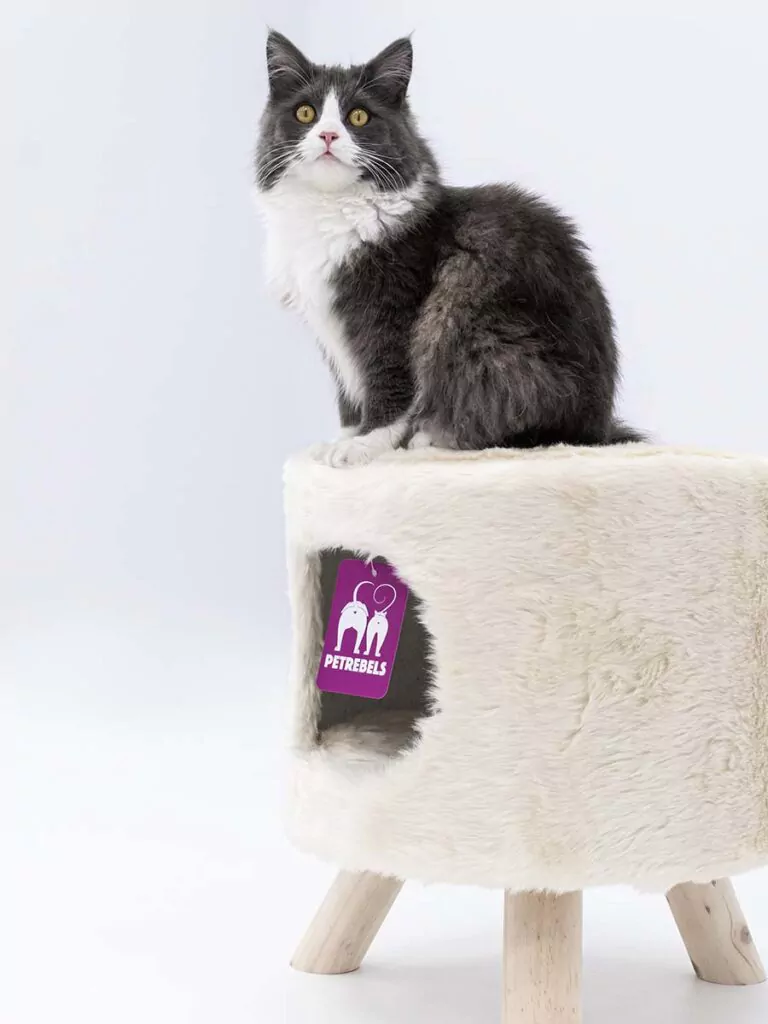 Maine Coon on Victoria 45 from Petrebels