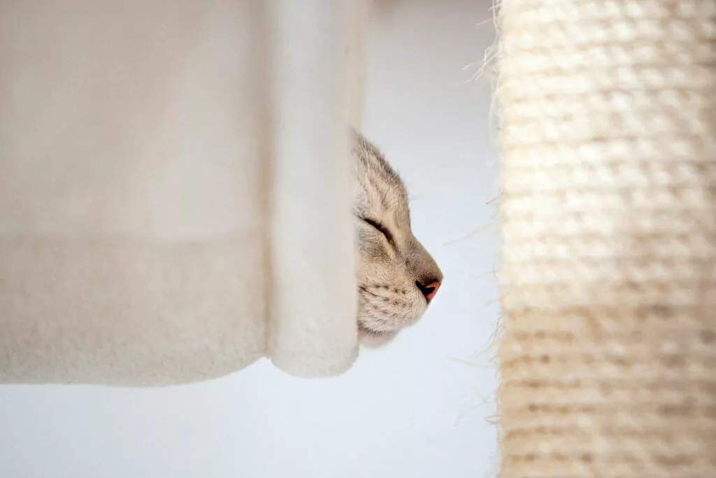 Burmilla cat in a cat tree