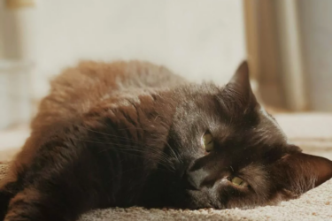 Havana Brown cat