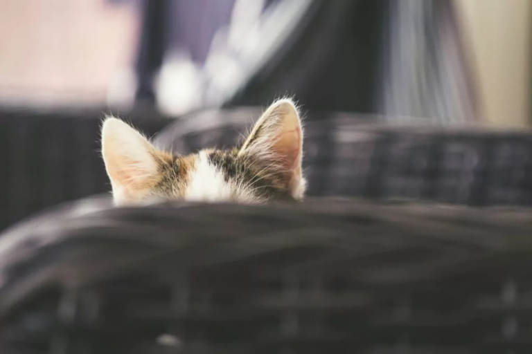 Cat ears