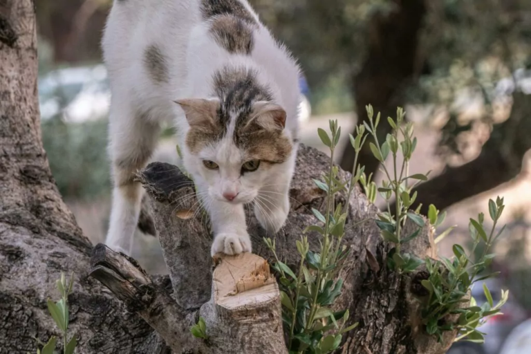 cat hunting