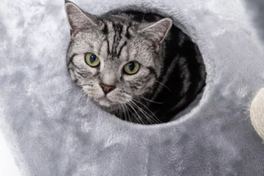 Kitten in Petrebels Cat Tree