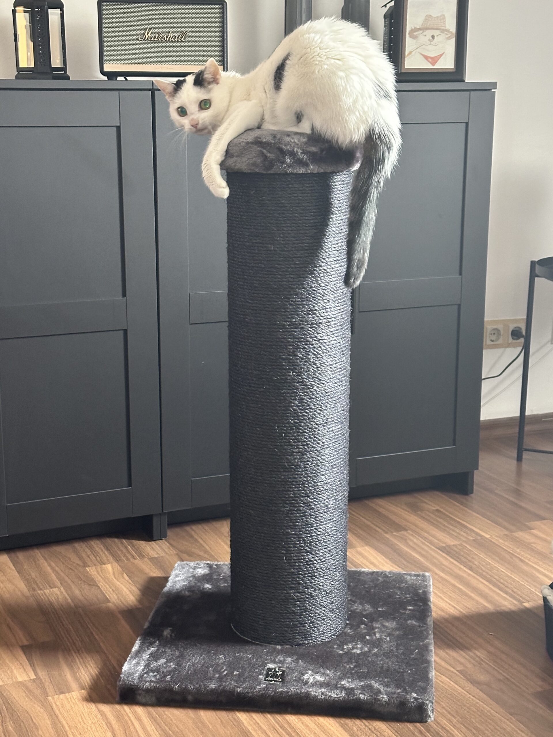 Marshalls cat tree hotsell