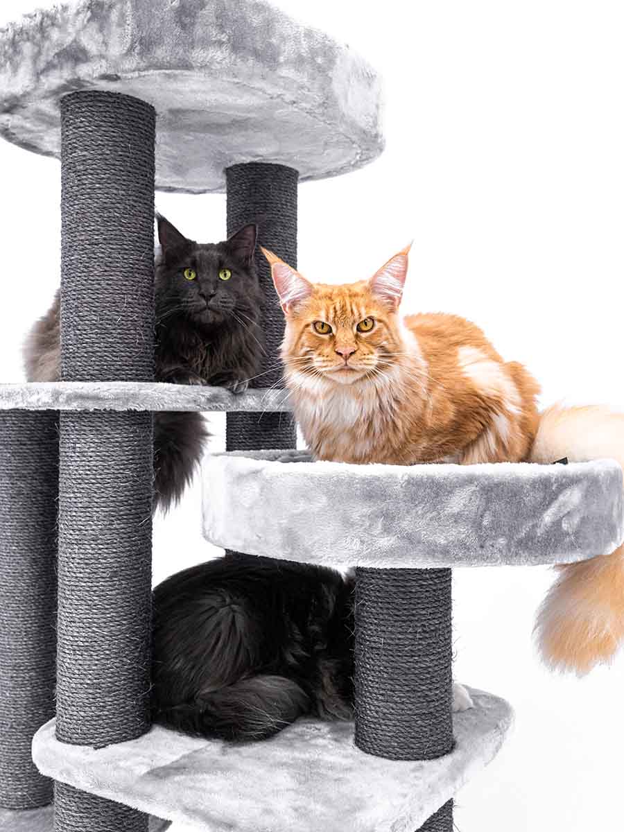 Riloer 1 Faro Per Moto, 125 X 145 X 110 Mm, Adatto Per La