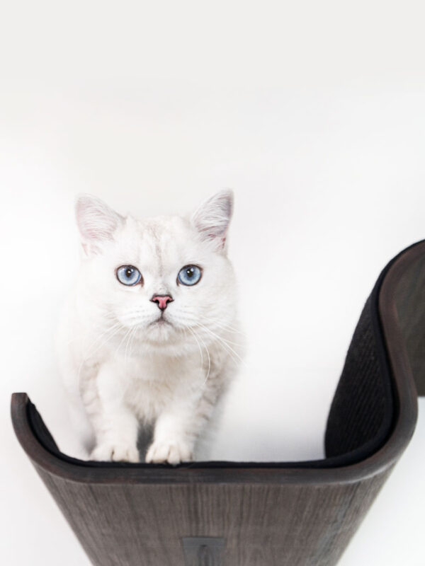 Kattenmuur Scratch 70