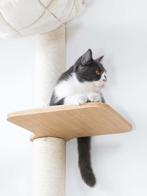 Kattenmuur Level 35