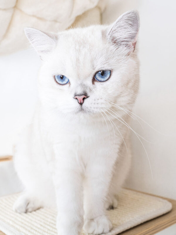 Kattenmuur Level 35