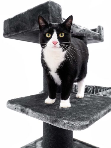 Chat observant depuis les hauteurs