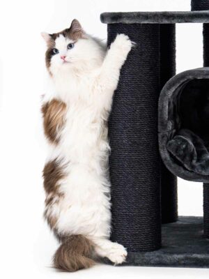 Arbre à chat Skyline 186 - Noir (poivre) - poteau 15 cm diamètre - XXL - pour plusieurs chats