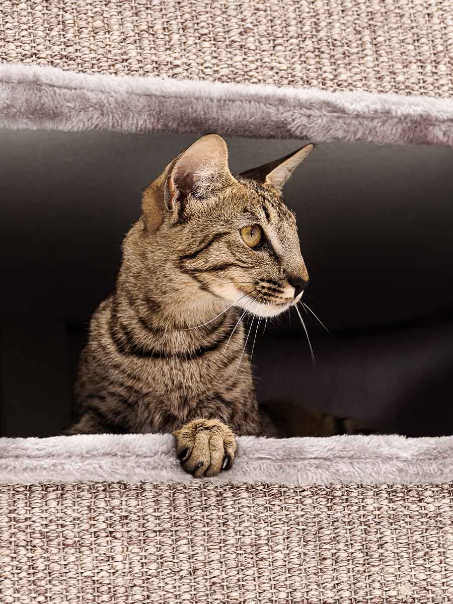 Tour à Griffer Pour Chat Xxl