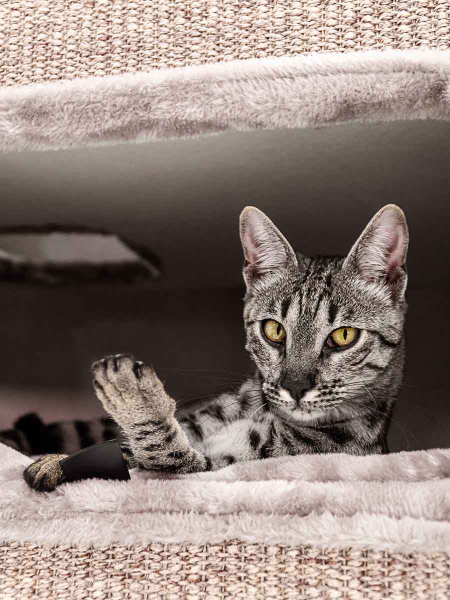 Tour à Griffer Pour Chat Xxl