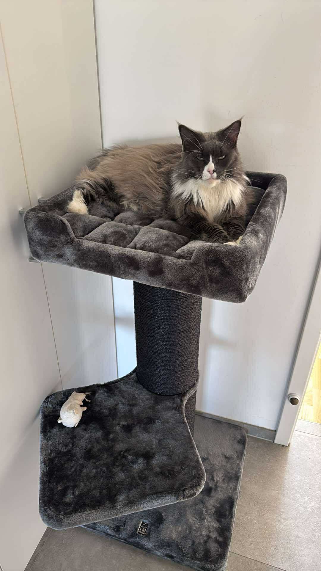Arbre à Chat XXL 186 Cm Petrebels Skyline – Pour Grands Chats (Maine Coon), Blanc Cassé, Avec Hamacs Et Cachette