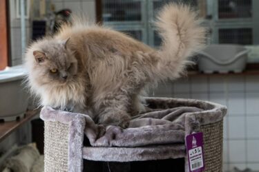 chat sur le superdome