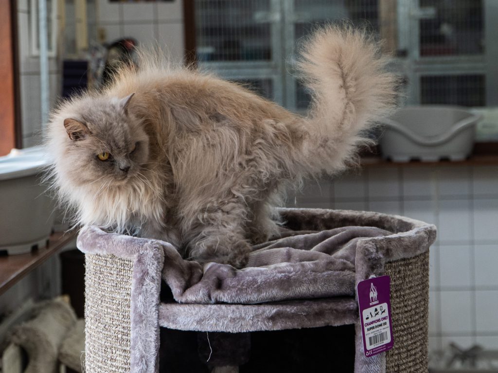 chat sur le superdome