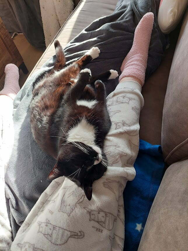 chat sur les genoux