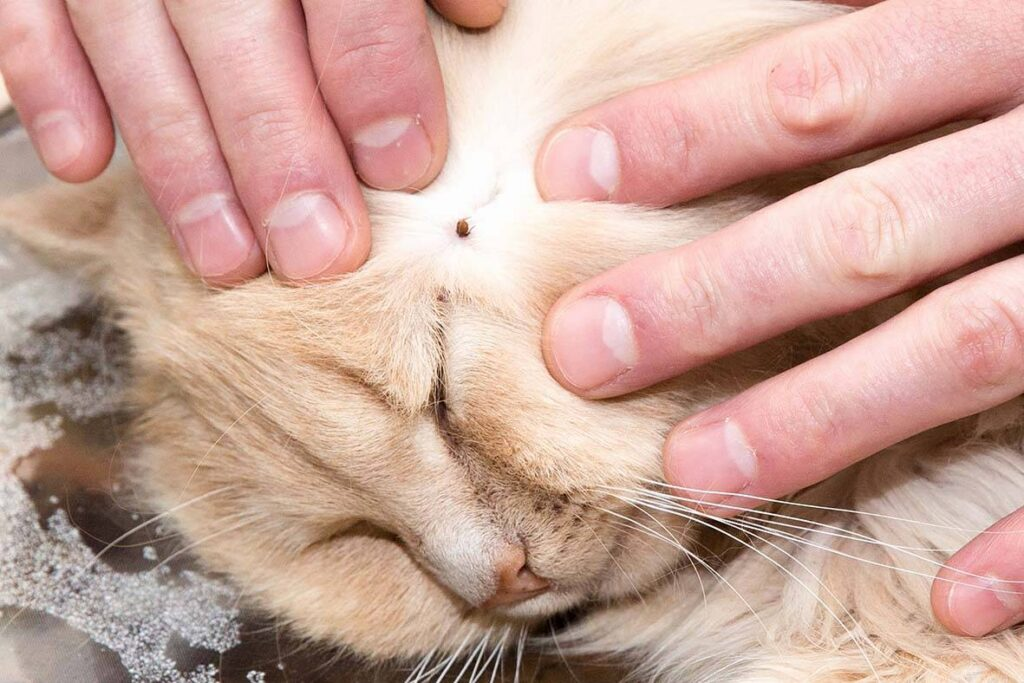 enlever les tiques sur un chat
