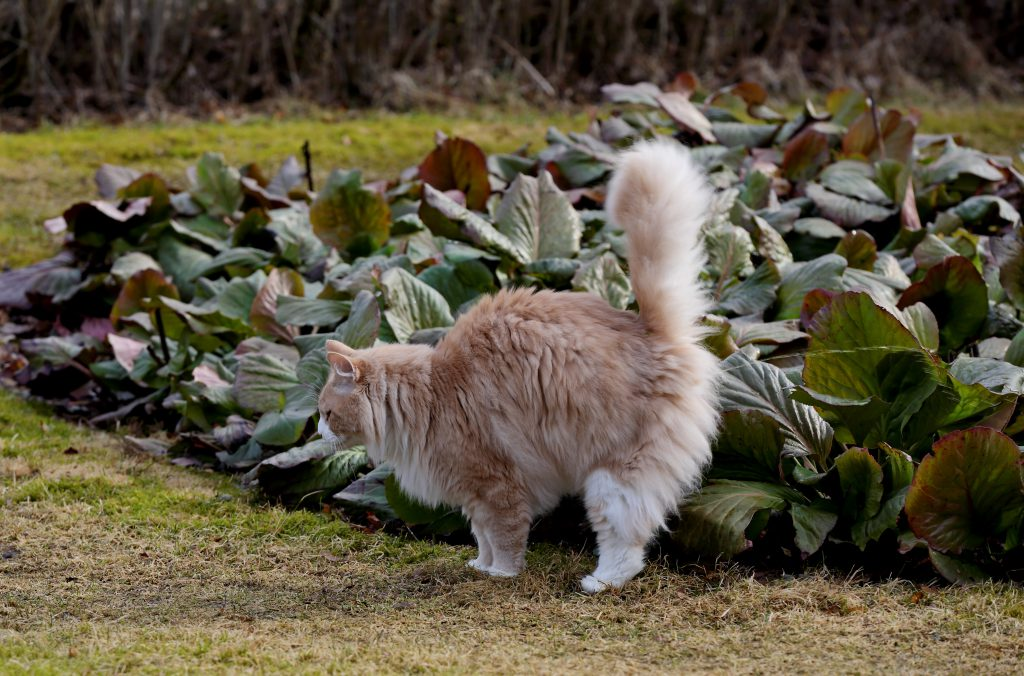 chat fait pipi dans le jardin