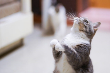 le chat lève les yeux