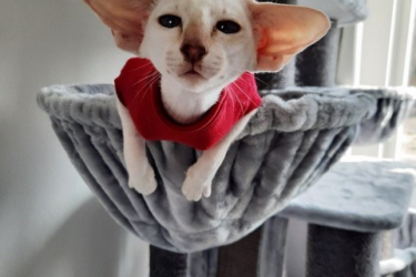 chat dans le griffoir de Petrebels