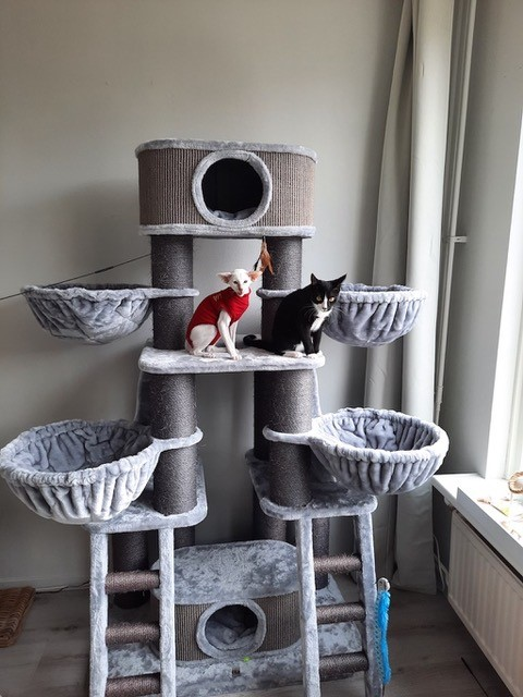 2 chats dans le griffoir de Petrebels