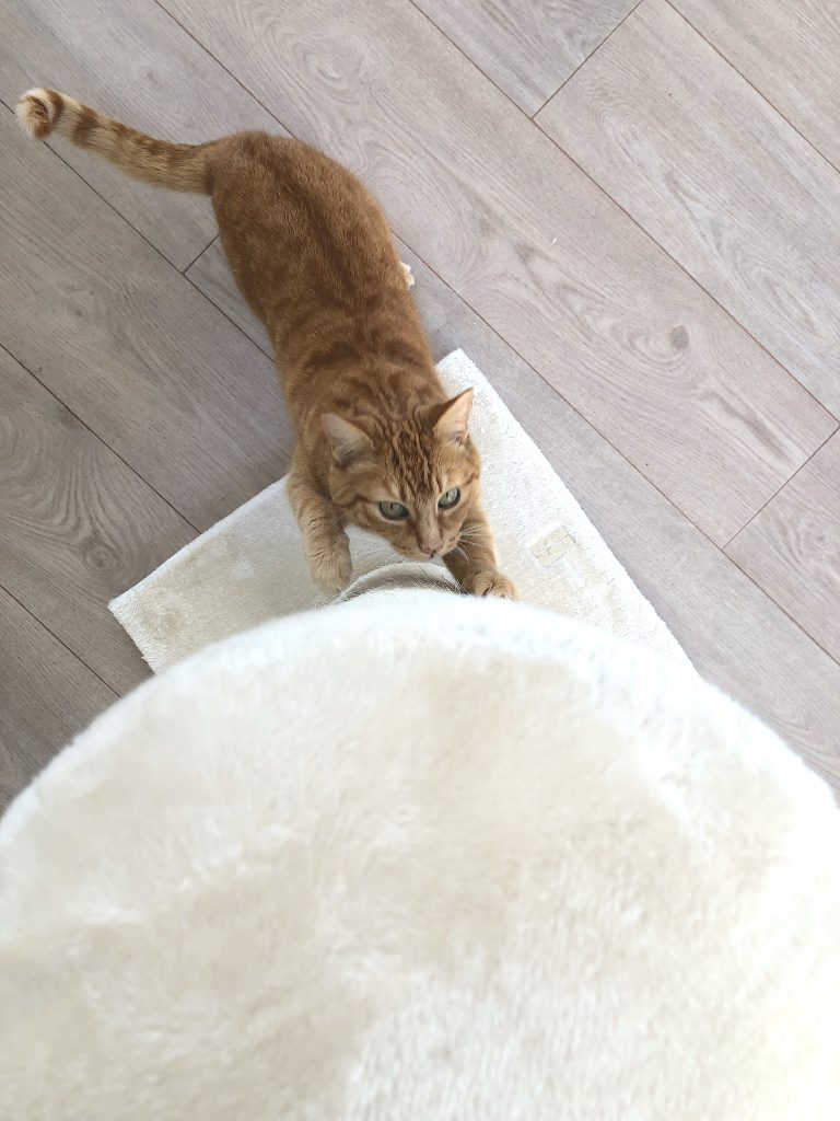 chat dans le griffoir de Petrebels