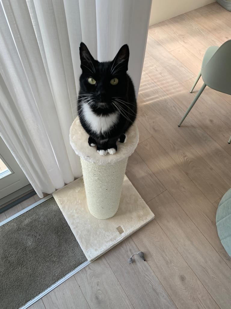 chat noir sur un griffoir de Petrebels