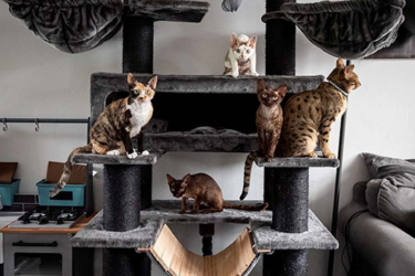 7 chats à la recherche d'un griffoir au poivre 198