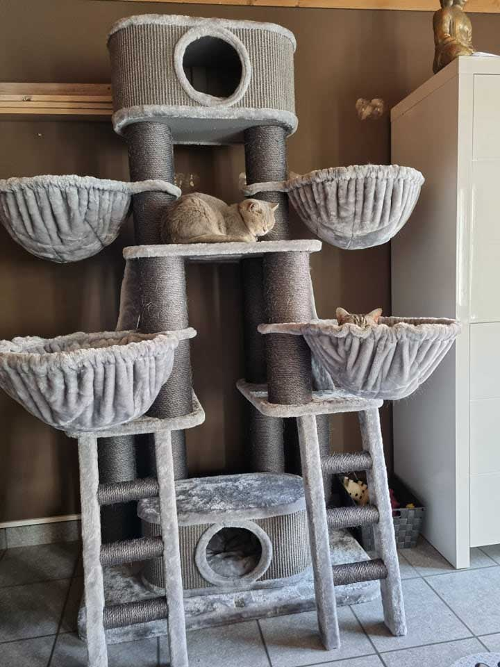chats sur le griffoir de Petrebels