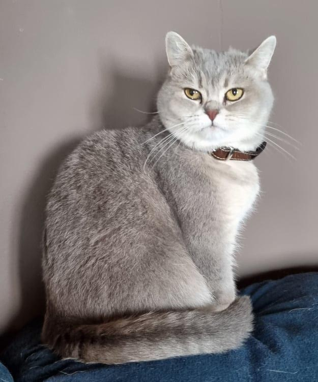 british shorthair