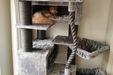 chats dans turnpike 200 griffoir