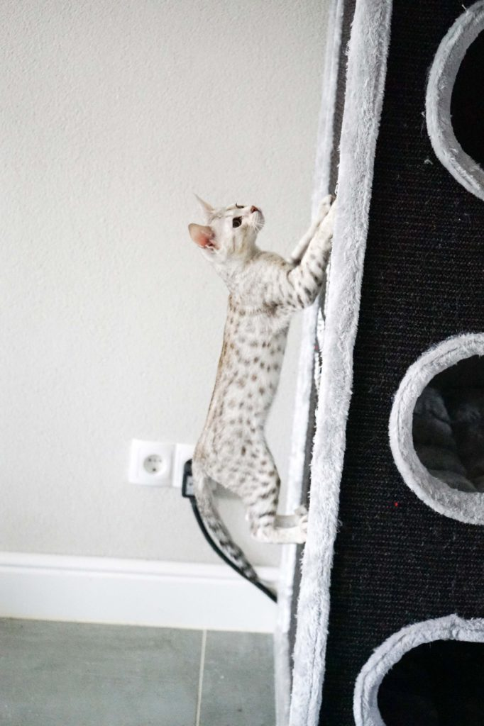 savannah grimpe sur le griffoir de petrebels