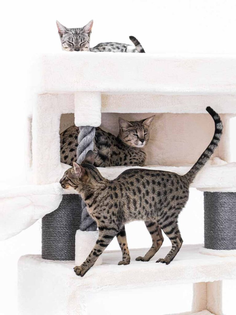 trois savanes dans le grattoir de petrebels