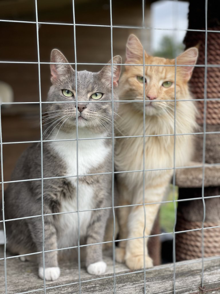 Chats swieber et barry