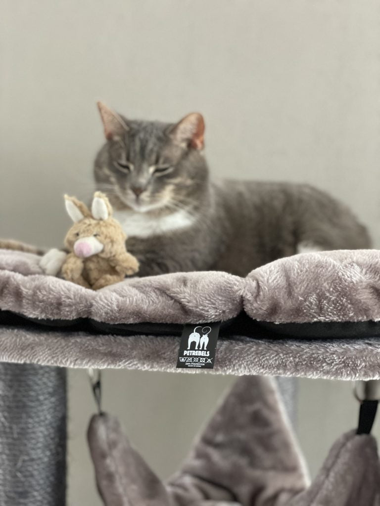 Chat en Catherine 160 griffoir